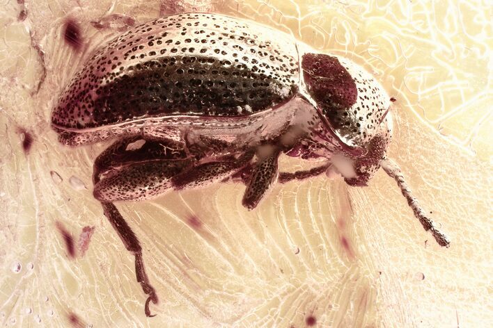 Detailed Fossil Leaf Beetle (Eumolpinae) in Baltic Amber #352703